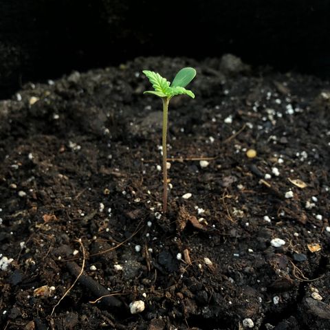 White Widow growlog timeline photo