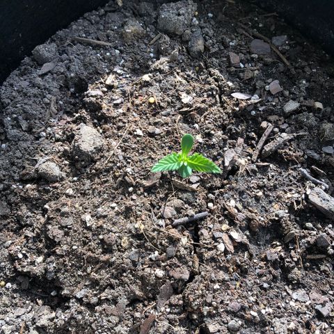 White Widow growlog timeline photo