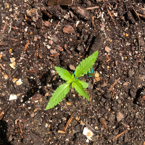 White Widow growlog timeline photo