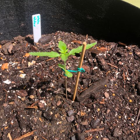 White Widow growlog timeline photo