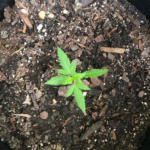 White Widow growlog timeline photo