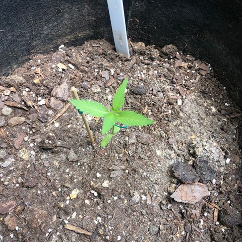 Royal Haze Mario growlog timeline photo