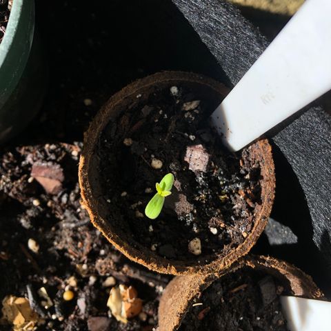 Royal Haze Ahmed growlog timeline photo