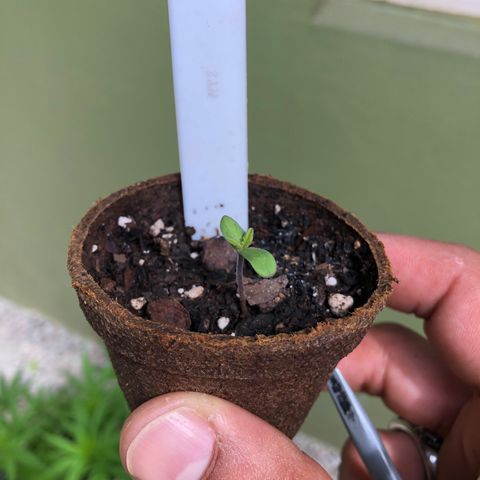 Royal Haze Ahmed growlog timeline photo