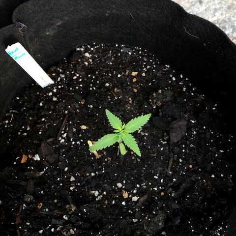 Royal Haze Mario growlog timeline photo