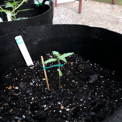 Royal Haze Mario growlog timeline photo