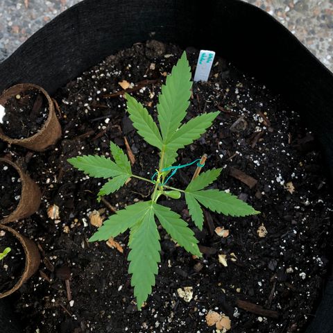 White Widow growlog timeline photo