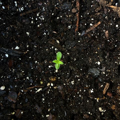Royal Haze Ahmed growlog timeline photo