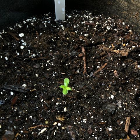 Royal Haze Ahmed growlog timeline photo