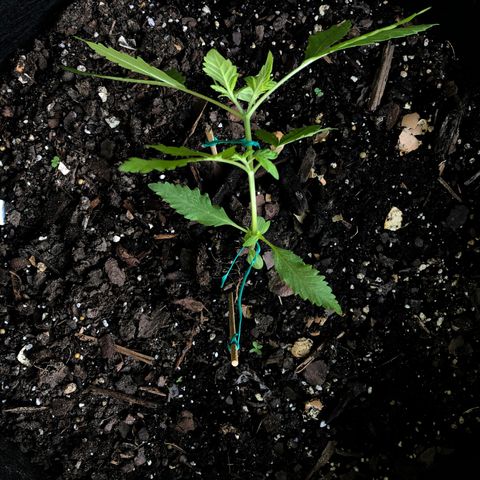 White Widow growlog timeline photo