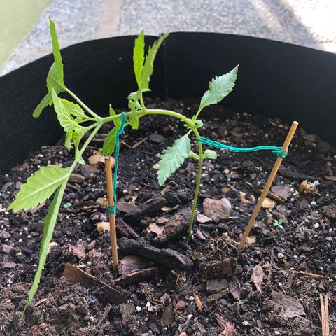 White Widow growlog timeline photo