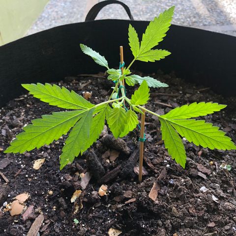 White Widow growlog timeline photo