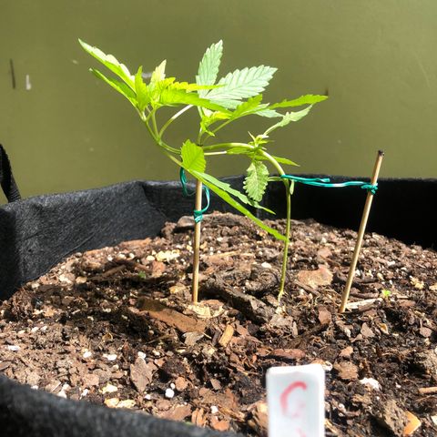 White Widow growlog timeline photo