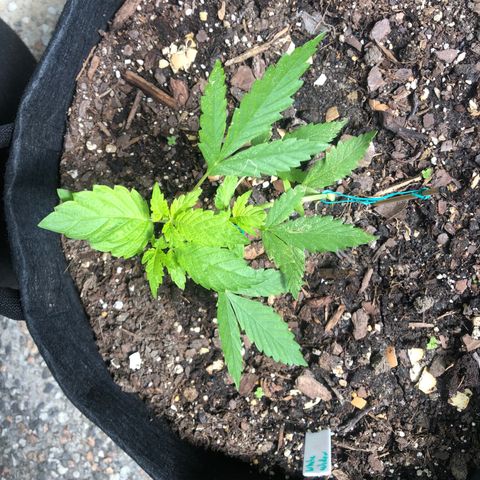 White Widow growlog timeline photo