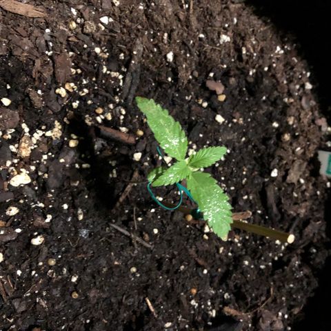 Royal Haze Ahmed growlog timeline photo