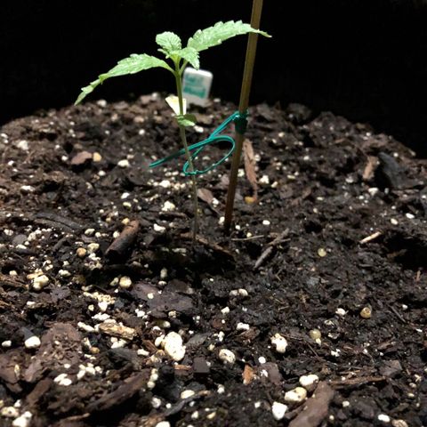Royal Haze Ahmed growlog timeline photo