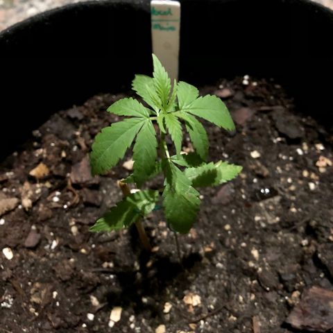 Royal Haze Mario growlog timeline photo