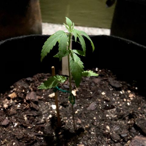 Royal Haze Mario growlog timeline photo