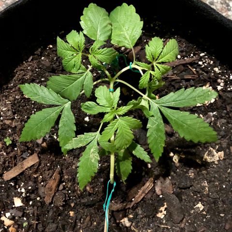 White Widow growlog timeline photo
