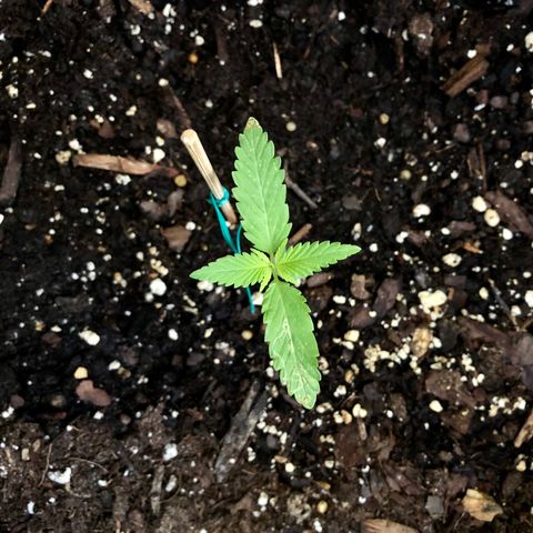 Royal Haze Ahmed growlog timeline photo