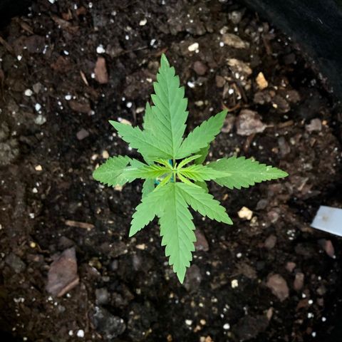 Royal Haze Mario growlog timeline photo
