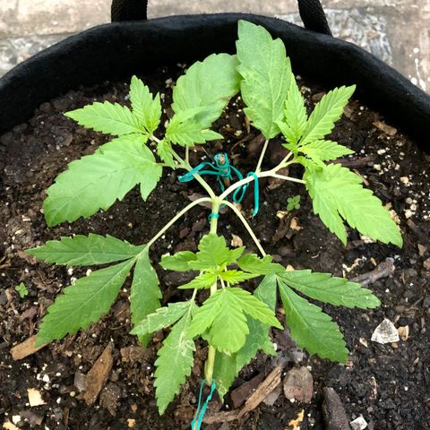 White Widow growlog timeline photo