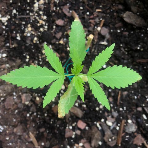 Royal Haze Ahmed growlog timeline photo