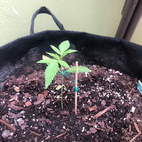 Royal Haze Ahmed growlog timeline photo