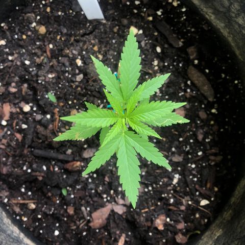 Royal Haze Mario growlog timeline photo