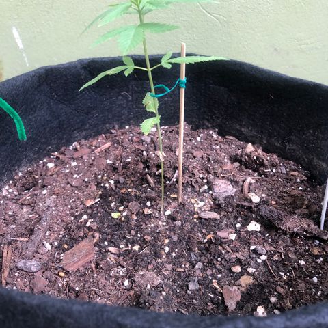 Royal Haze Mario growlog timeline photo