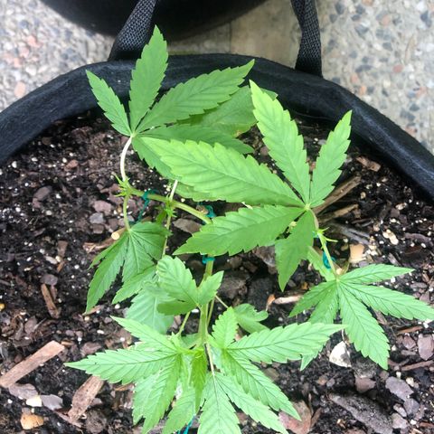 White Widow growlog timeline photo