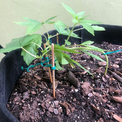 White Widow growlog timeline photo