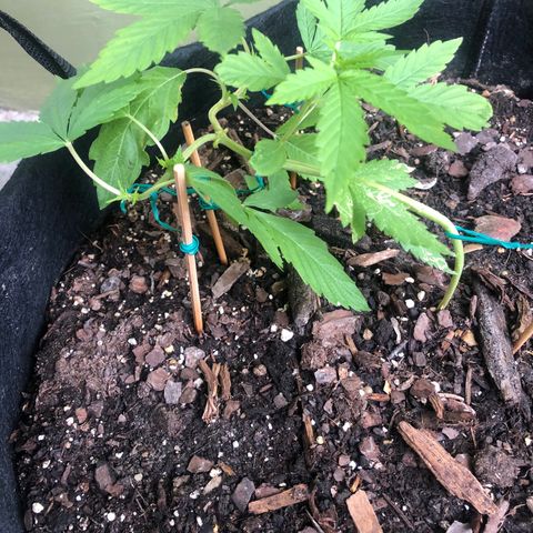 White Widow growlog timeline photo