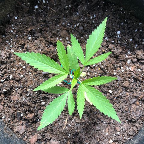 Royal Haze Ahmed growlog timeline photo