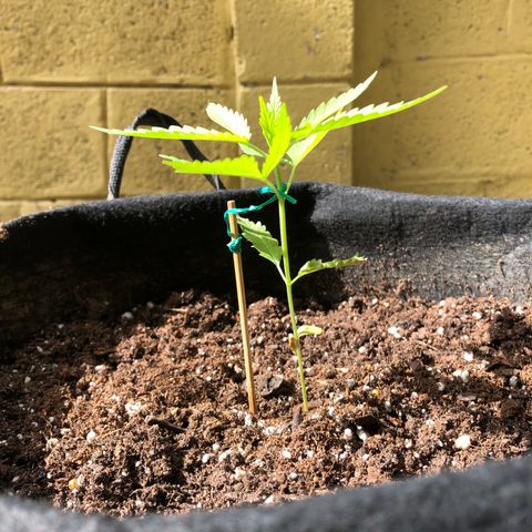 Royal Haze Ahmed growlog timeline photo
