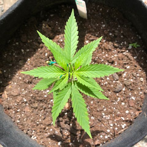 Royal Haze Mario growlog timeline photo