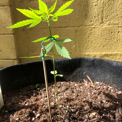 Royal Haze Mario growlog timeline photo