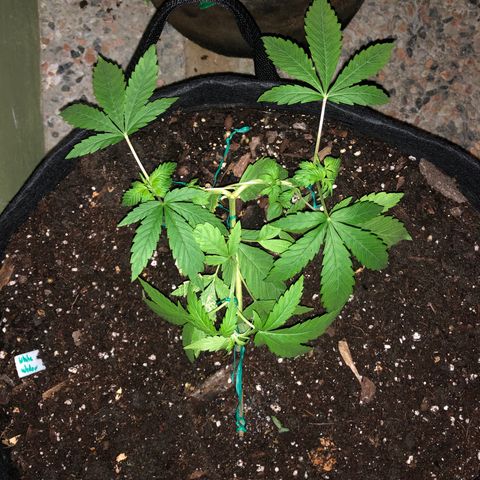 White Widow growlog timeline photo