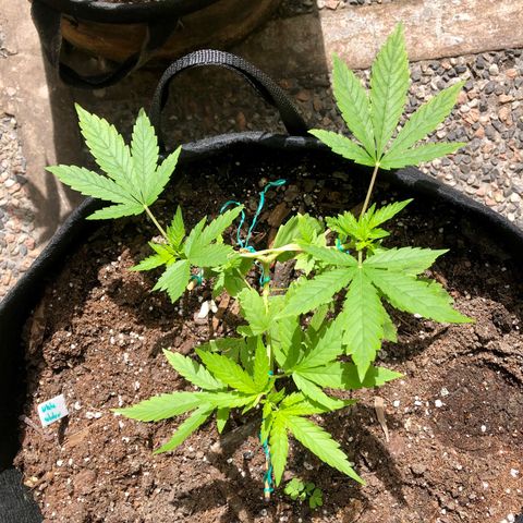 White Widow growlog timeline photo