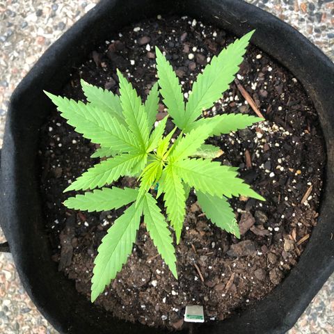 Royal Haze Ahmed growlog timeline photo