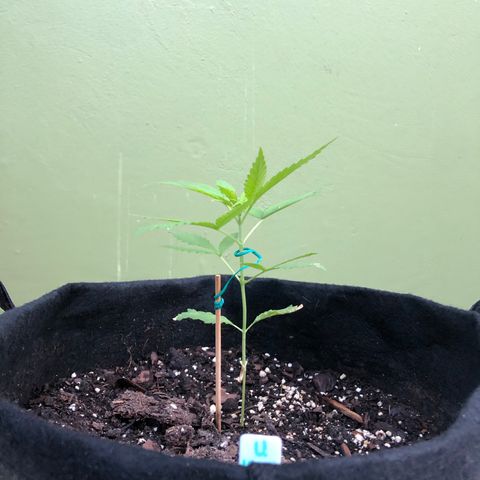 Royal Haze Ahmed growlog timeline photo