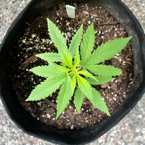 Royal Haze Mario growlog timeline photo