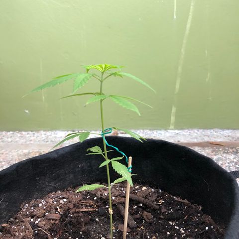 Royal Haze Mario growlog timeline photo