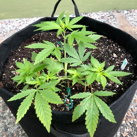 White Widow growlog timeline photo