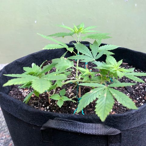 White Widow growlog timeline photo