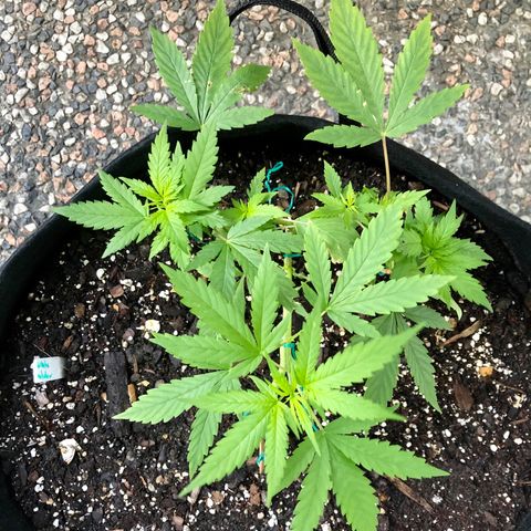 White Widow growlog timeline photo