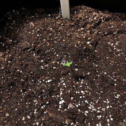Gorilla Glue growlog timeline photo