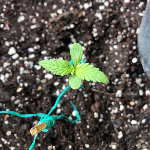 Gorilla Glue growlog timeline photo