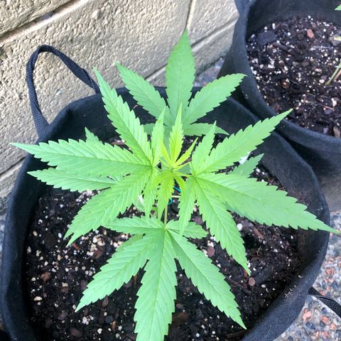 Royal Haze Ahmed growlog timeline photo