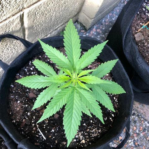 Royal Haze Mario growlog timeline photo
